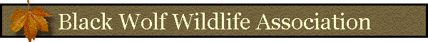 Black Wolf Wildlife Association