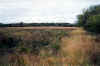 Field.jpg (99282 bytes)