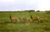 Twins and Bull Born May, 2001.jpg (107863 bytes)