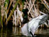 mallardduckstretchsm.jpg (43795 bytes)